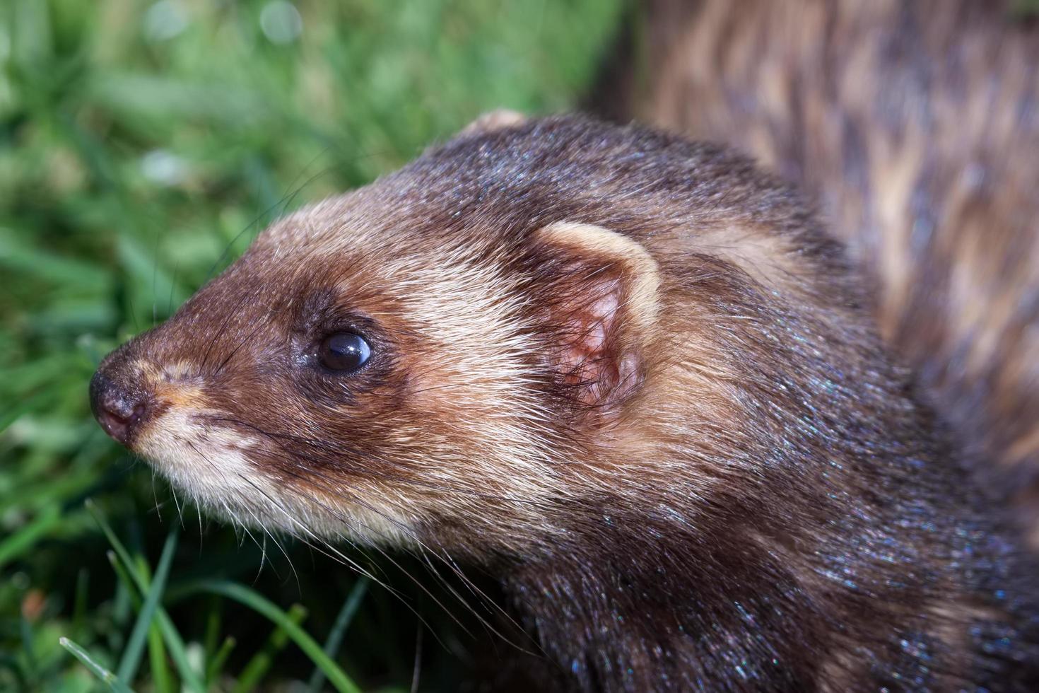 Close-up shot of an European Polecat photo