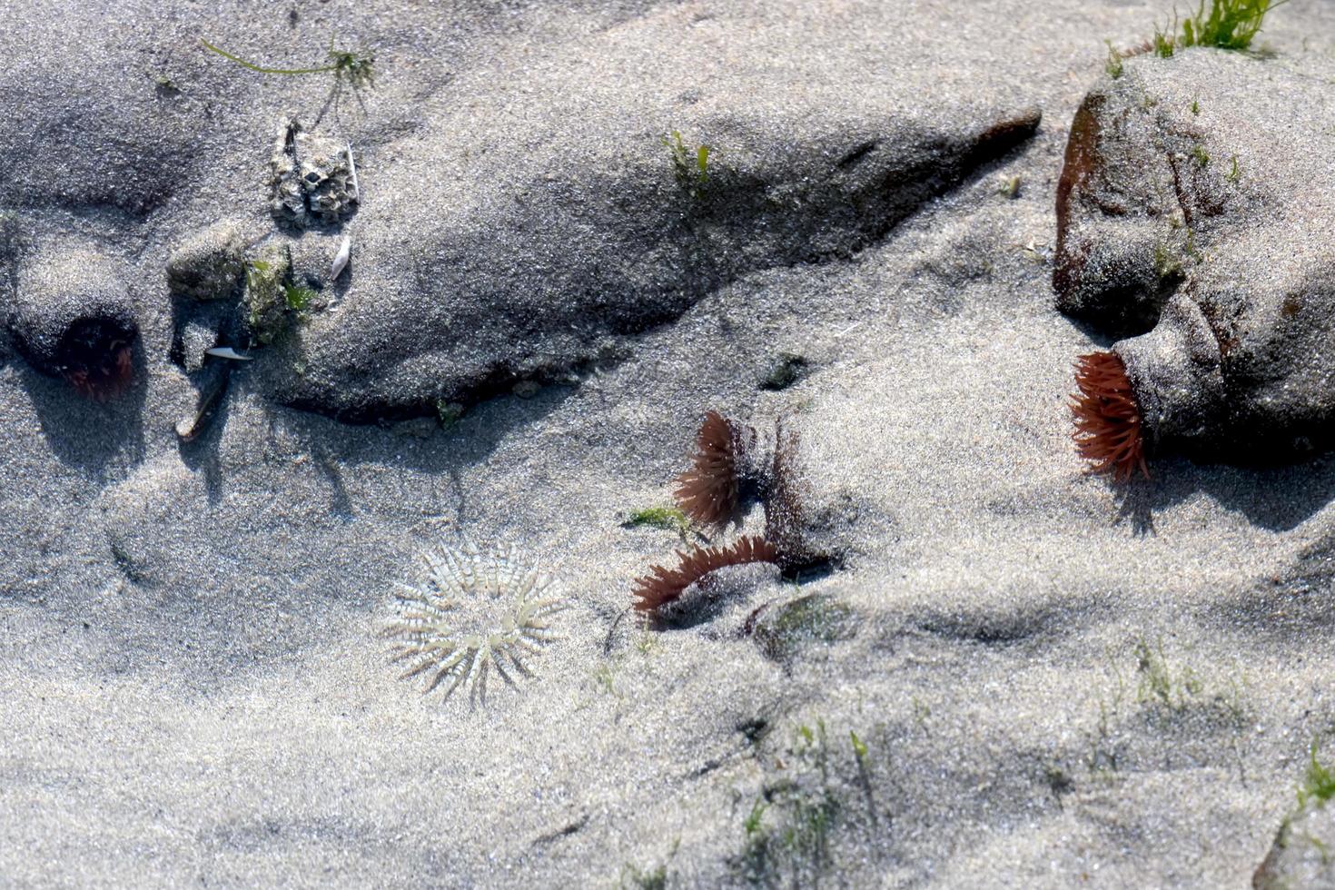 Sea Anemones in a rock pool at Broad Haven beach photo