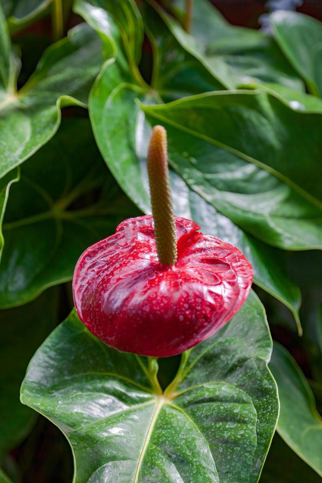 Flamingo Lily flowering in New Zealand photo