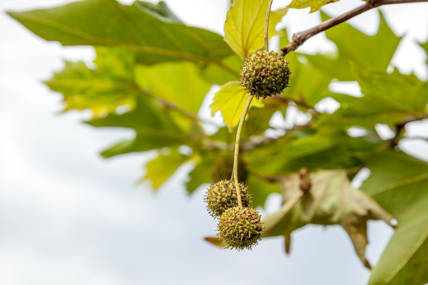 Fruit hanging from a Sycamore tree in New Zealand photo