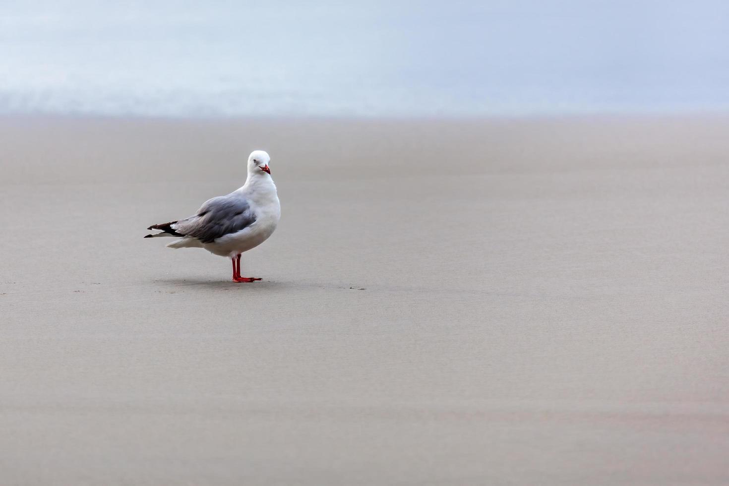 gaviota de pico rojo en la playa foto