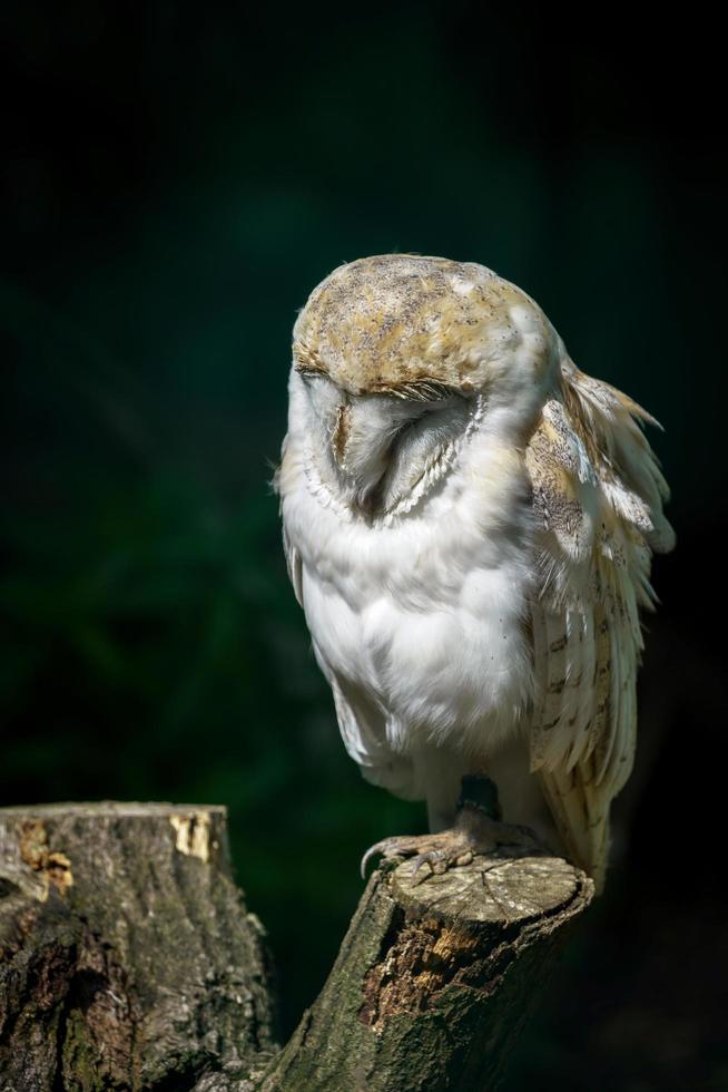 Barn Owl perched on a tree stump photo