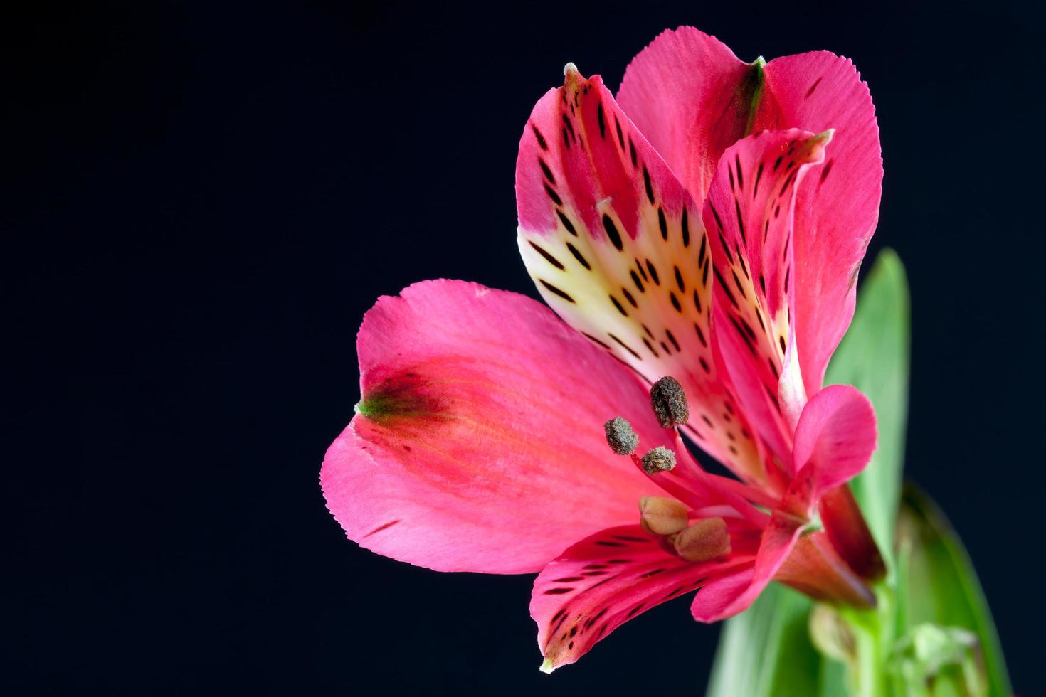 Vibrant red Freesia close-up against a dark background photo