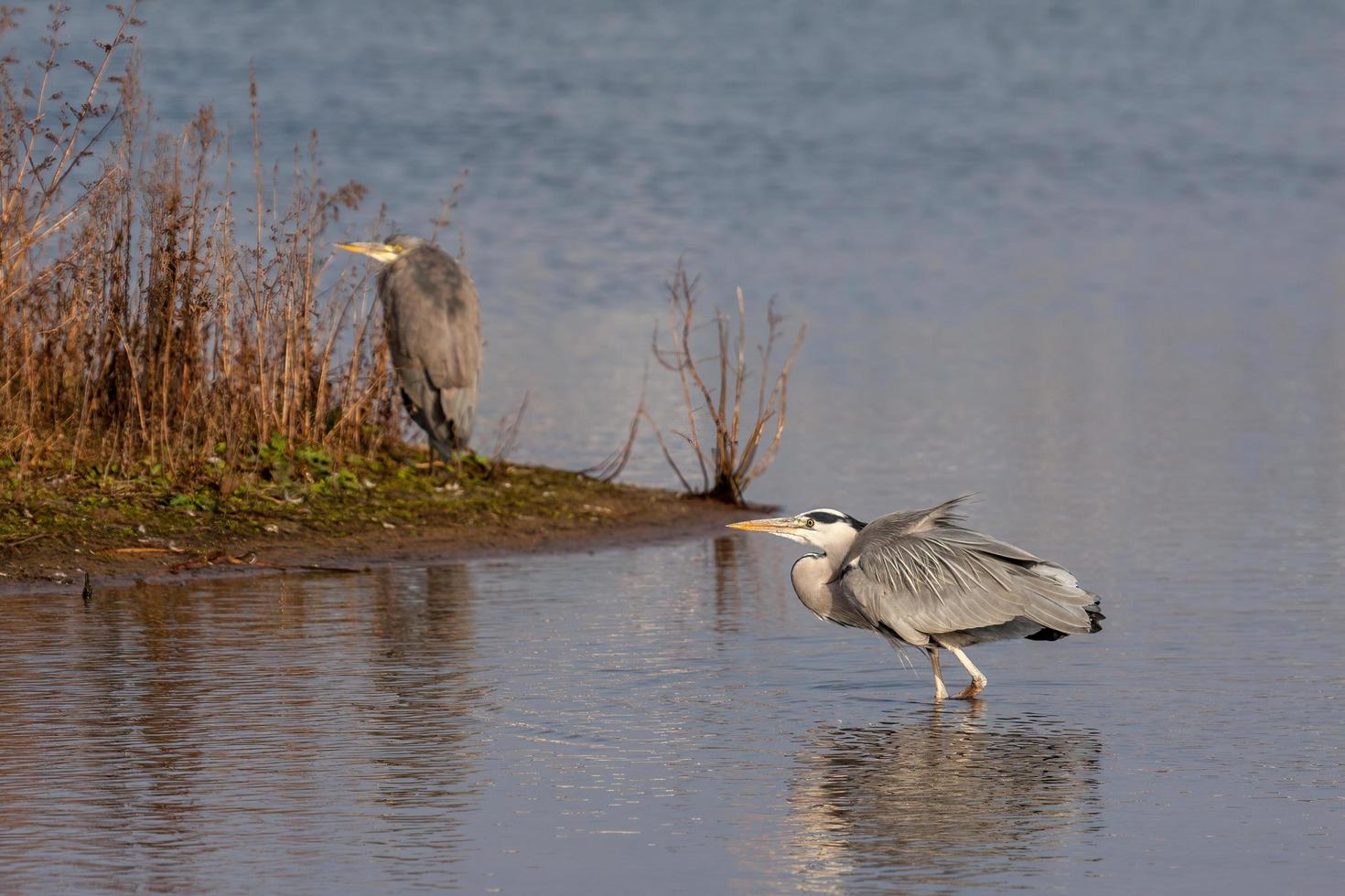 Grey Heron wading into a lake in London photo