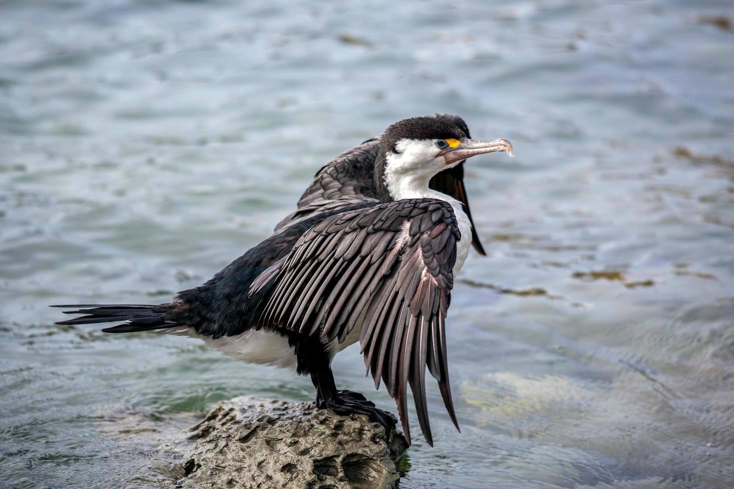 cormorán de varios colores junto al mar foto