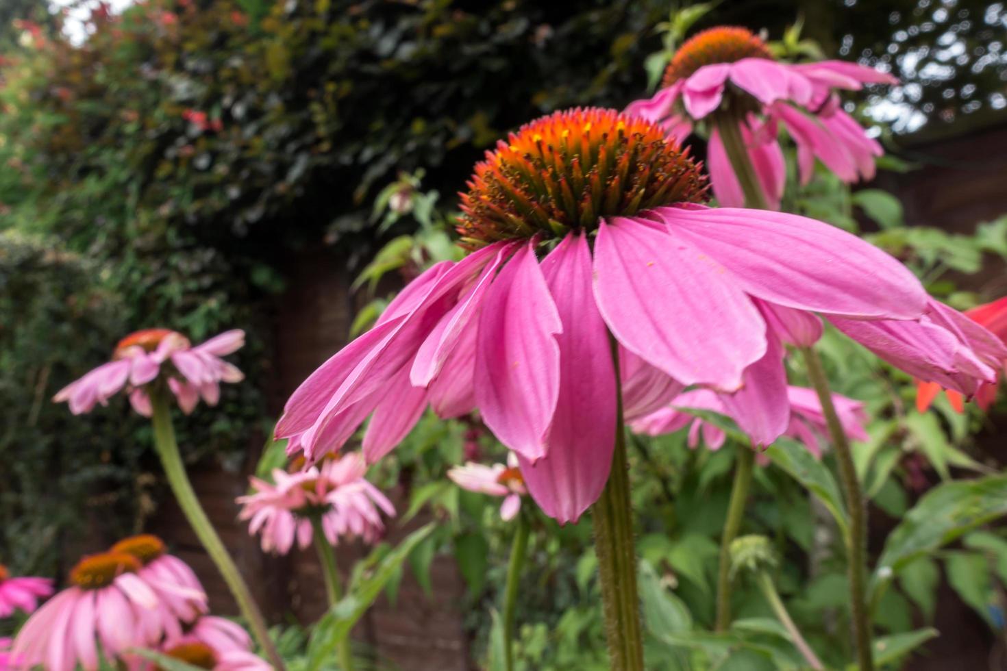 Pink Echinacea flowering in an English garden photo