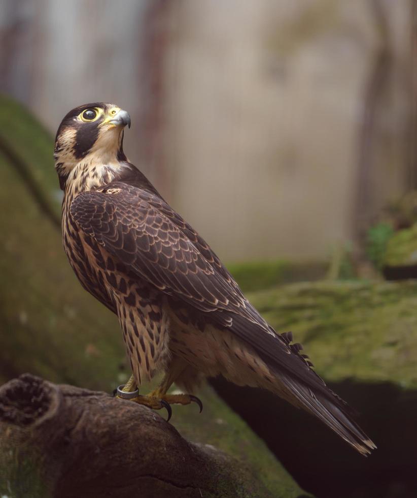 Portrait of Peregrine falcon photo