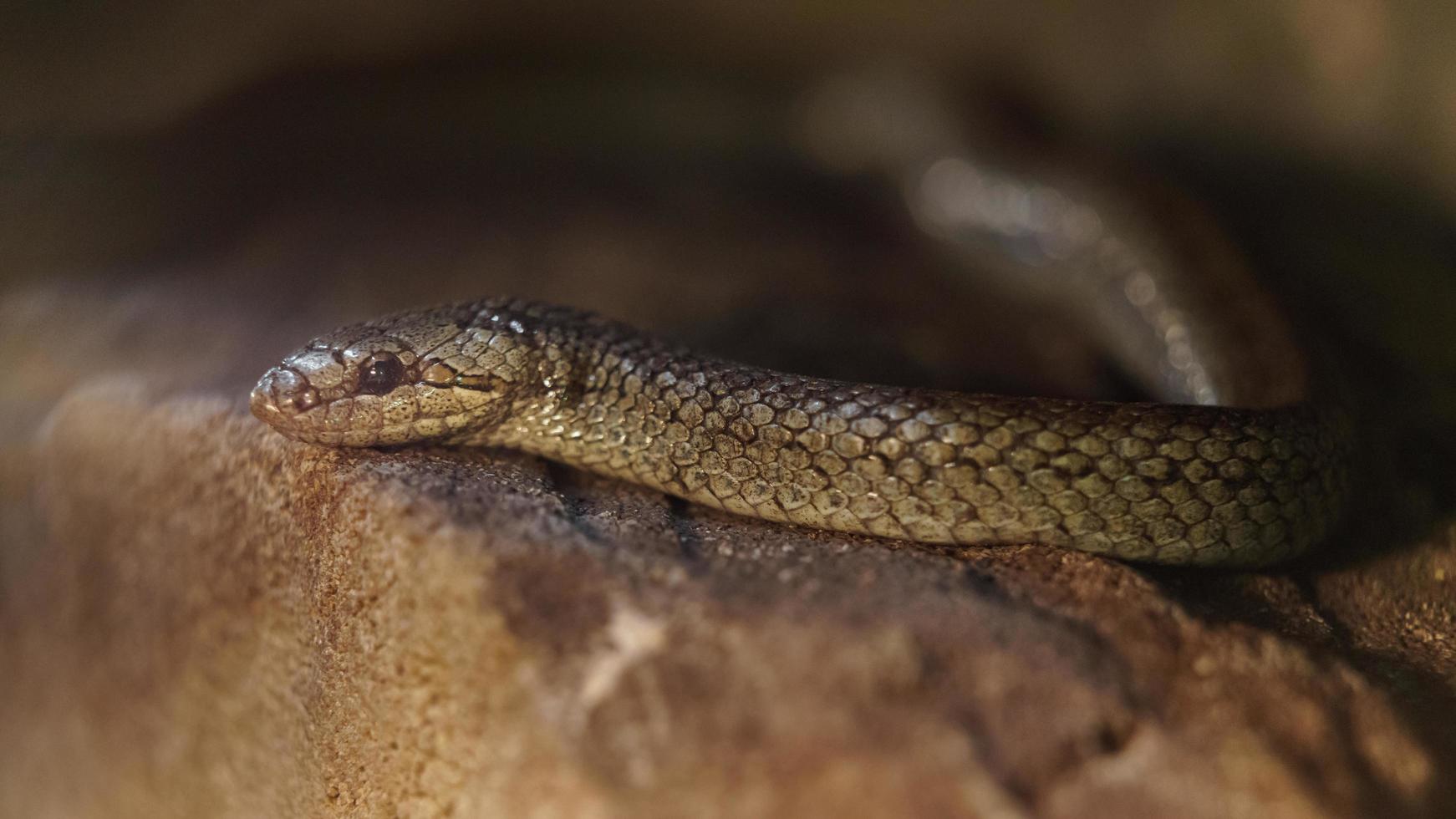 Smooth snake on stone photo
