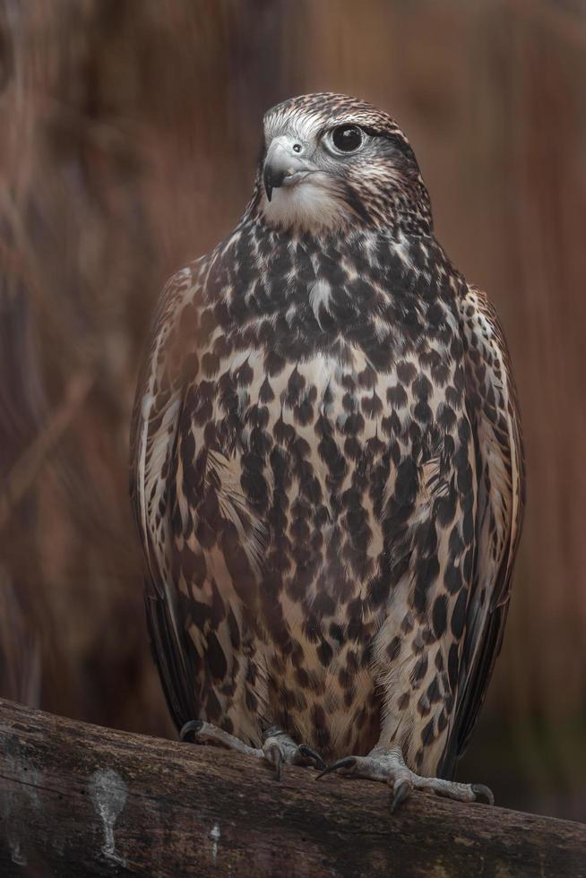 Saker falcon on branch photo