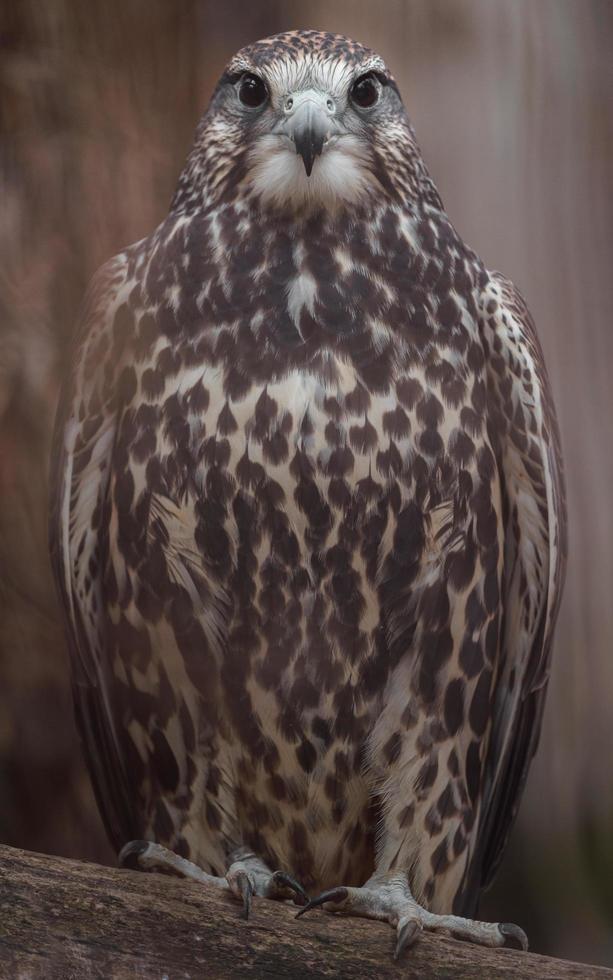 Saker falcon on branch photo