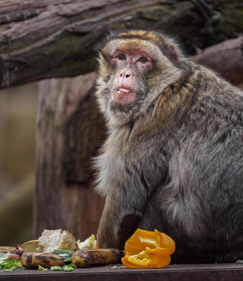 Barbary macaque eating vegetable photo