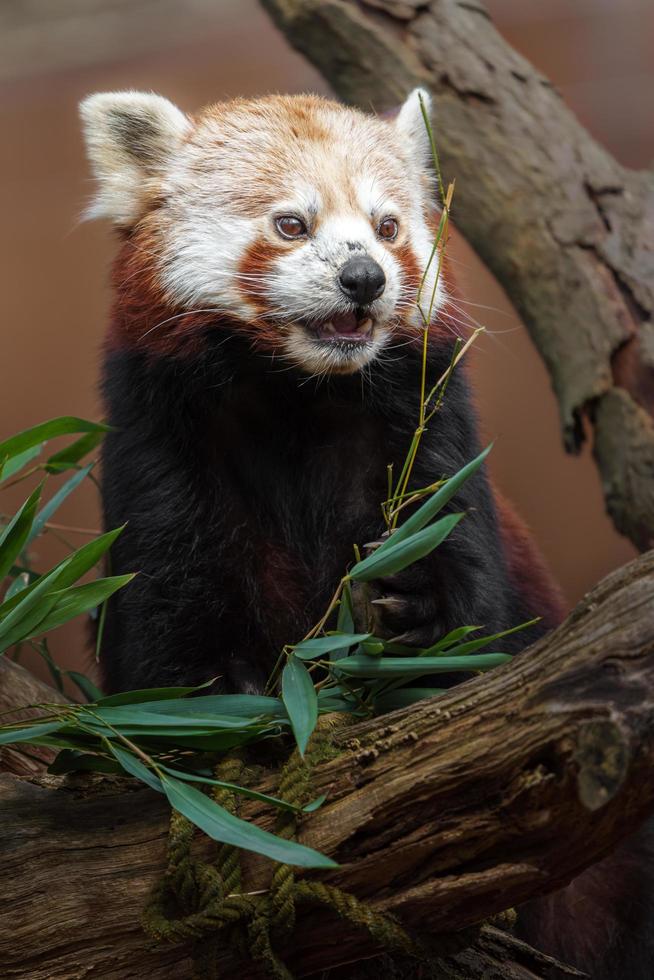 Red panda eating photo