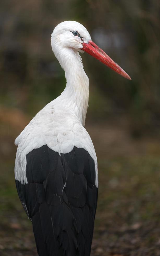 White stork sidelook photo