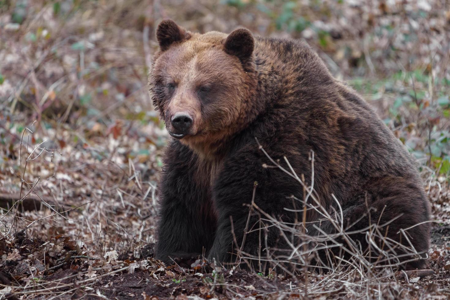 Portrait of Brown bear photo