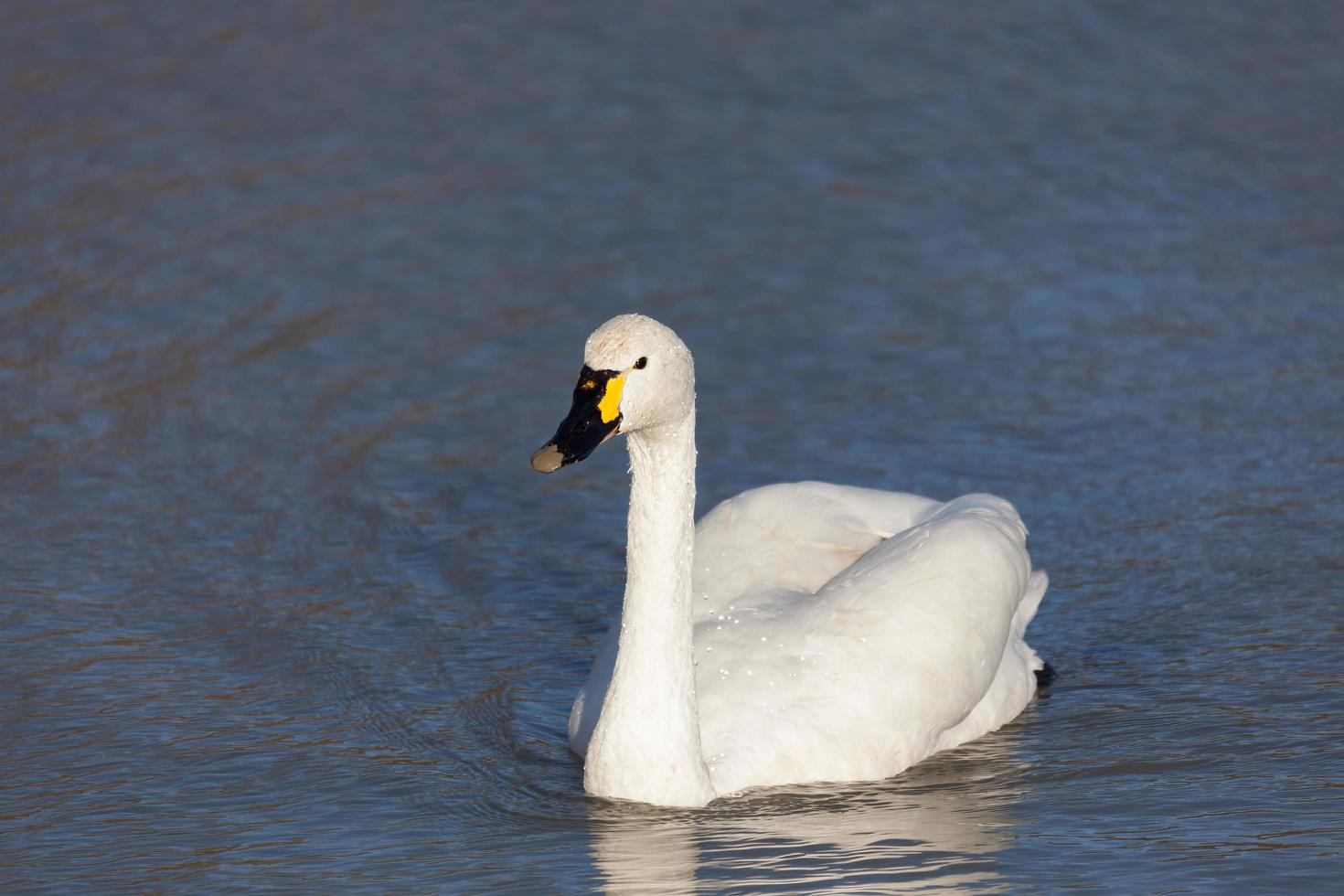 Whooper Swan swimming across a lake photo