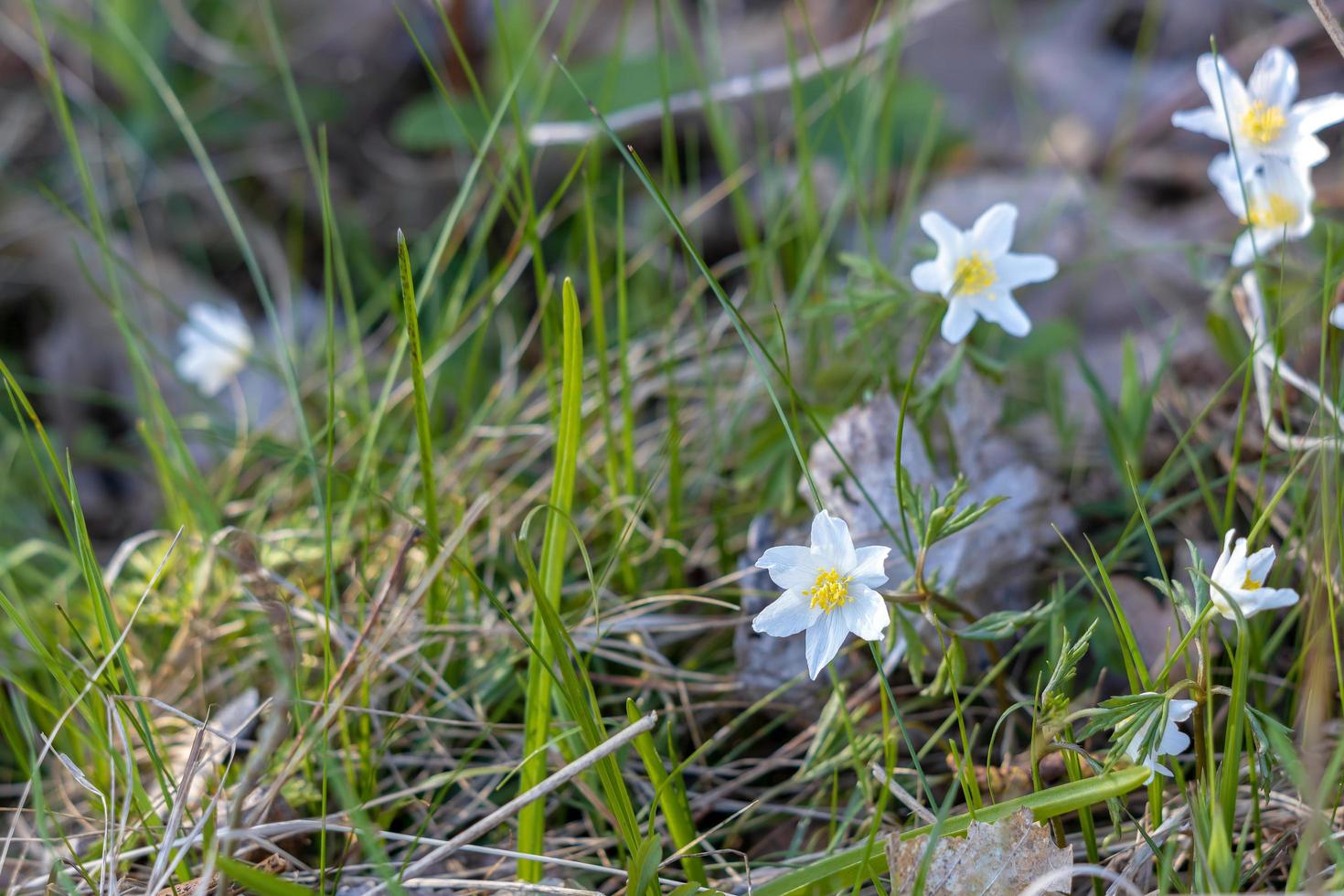 Ornithogalum Umbellatum flowering in the East Sussex countryside photo