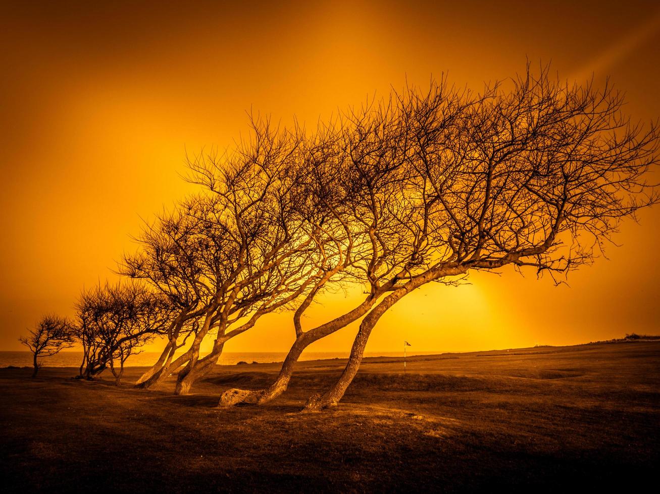 árboles barridos por el viento en el campo de golf de hopton on sea foto