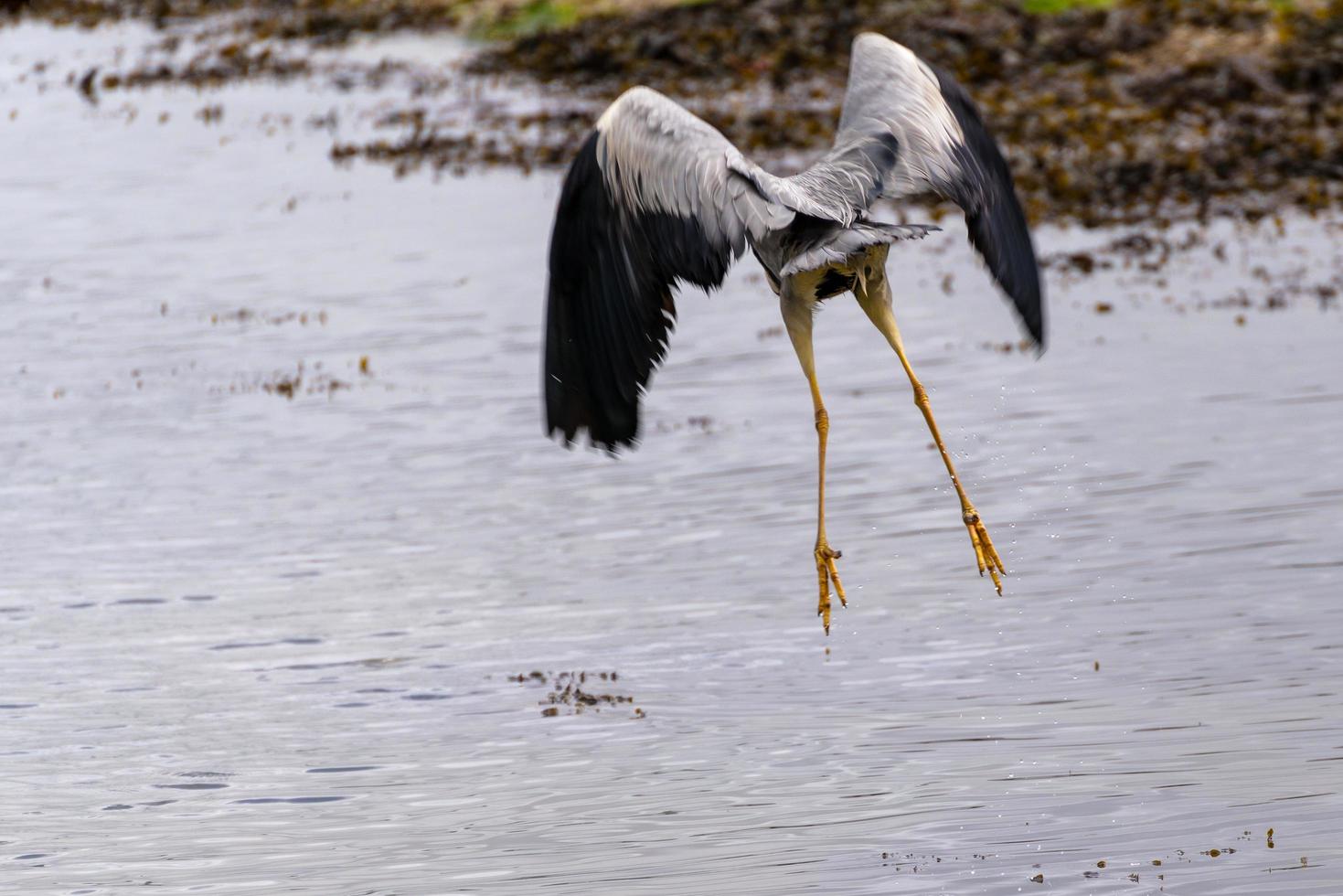 Grey Heron flying over  shallow water at Restronguet Creek in Cornwall photo