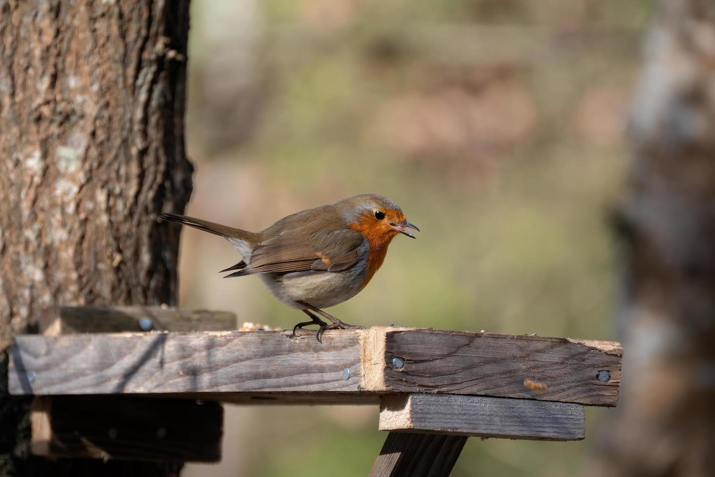 Close-up of an alert Robin standing on wooden table photo