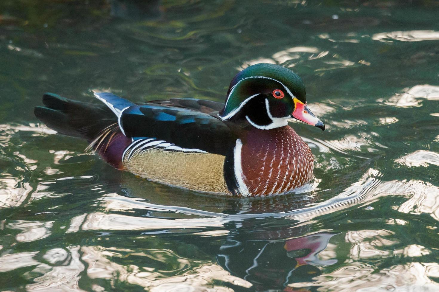 Wood Duck or Carolina Duck photo