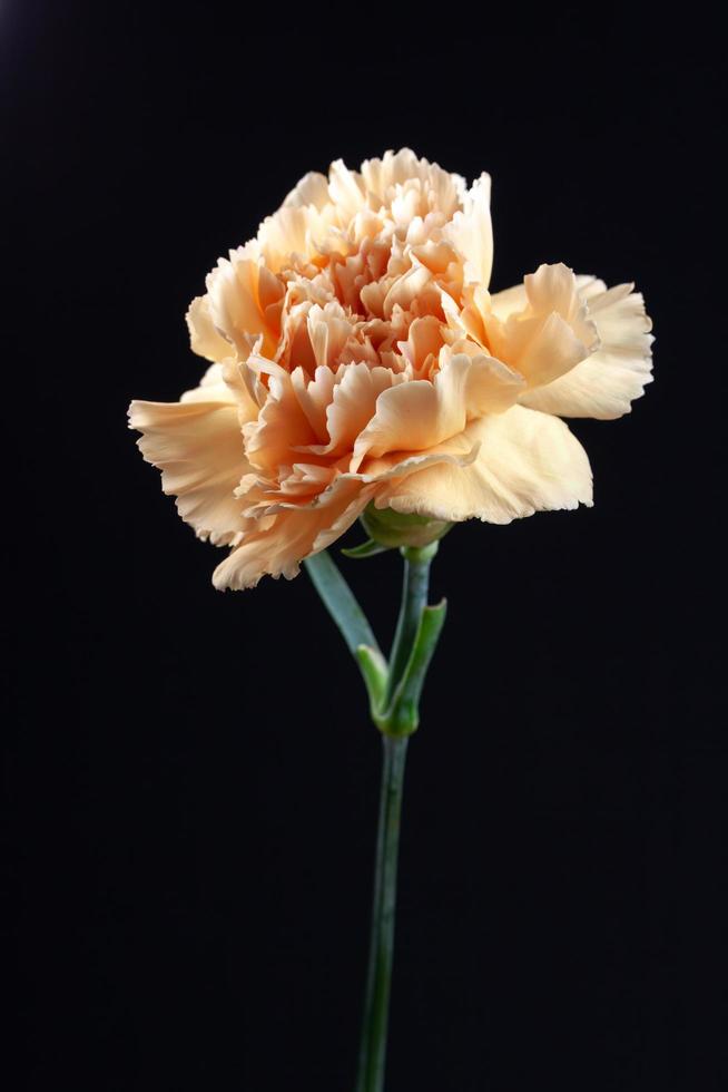 Vibrant crinkly orange Carnation against a black background photo