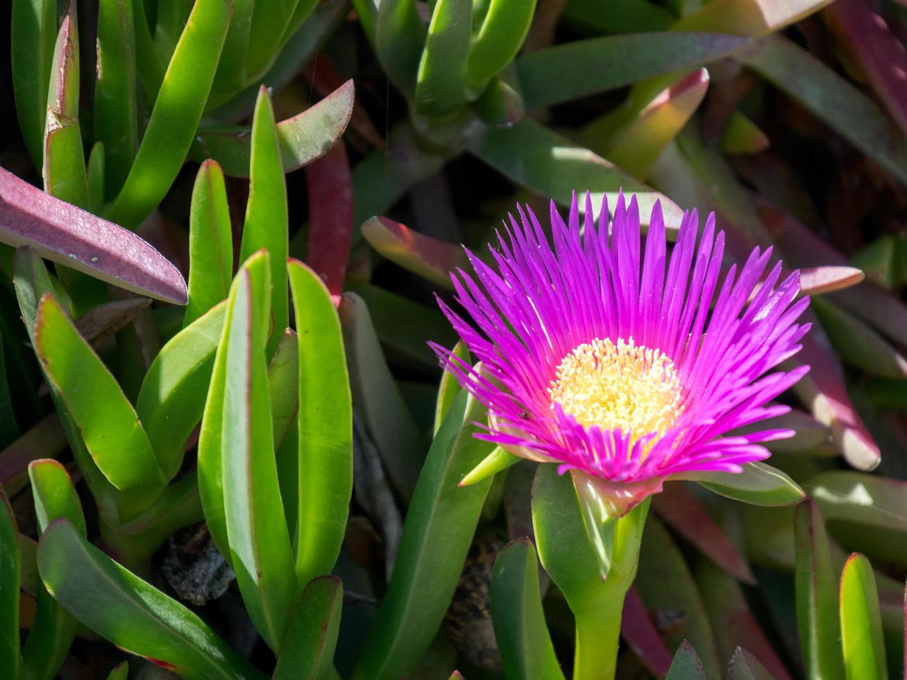 Purple Flowers flowering in Spain photo