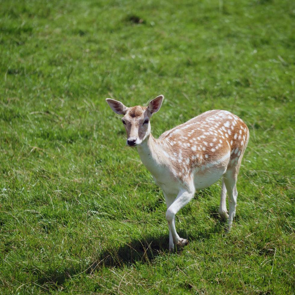 Fallow Deer walking in the grass photo