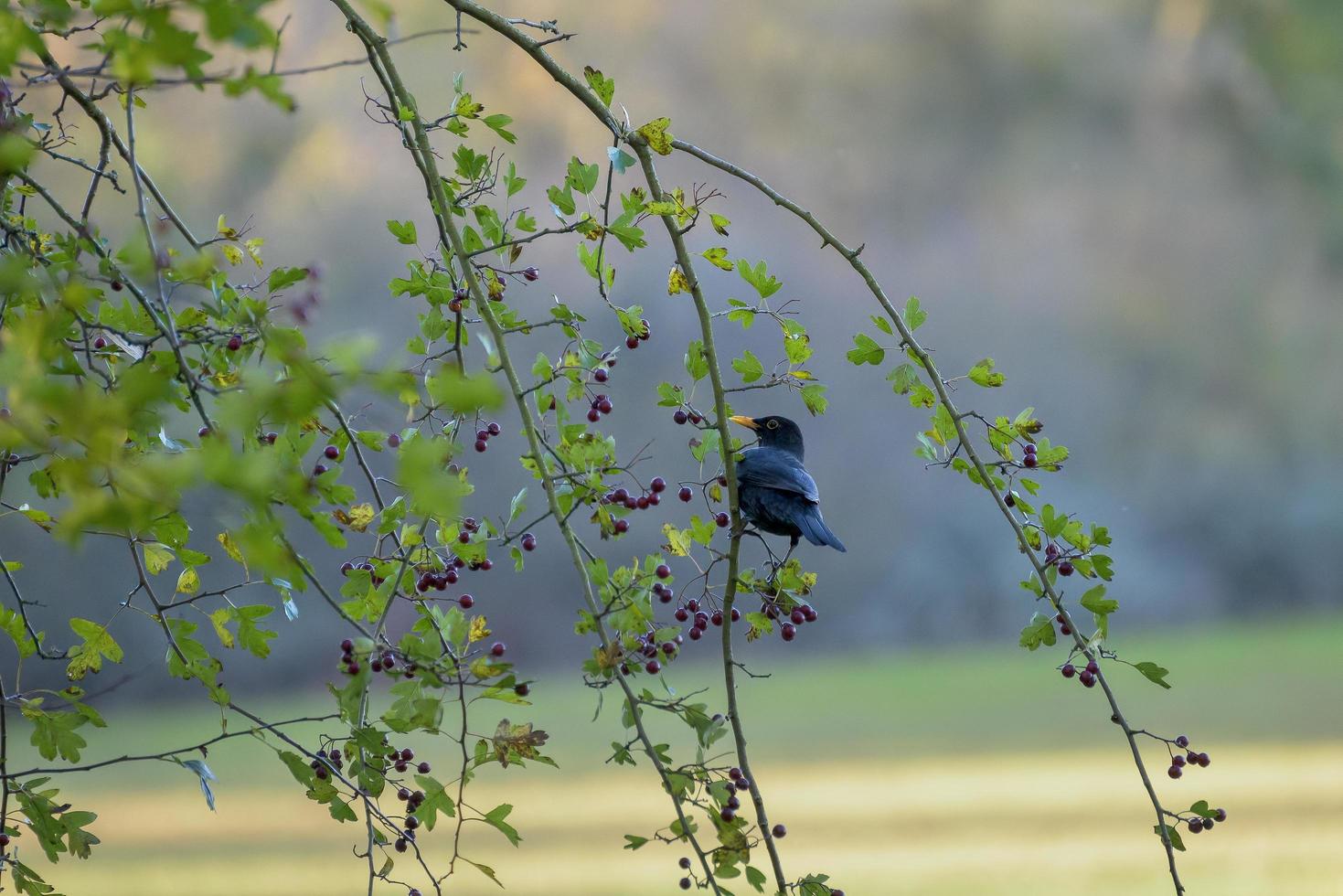 Blackbird in a Hawthorn tree eating berries photo