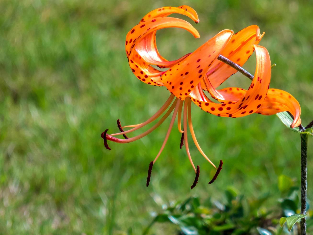 Lilium lancifolium flowering in an English garden photo