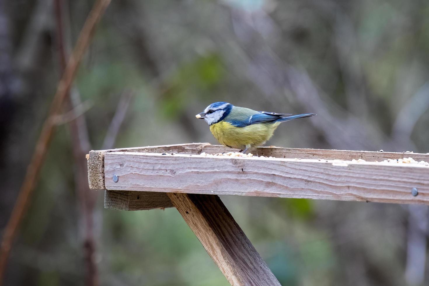 Blue Tit on a wooden table with a seed in its beak photo
