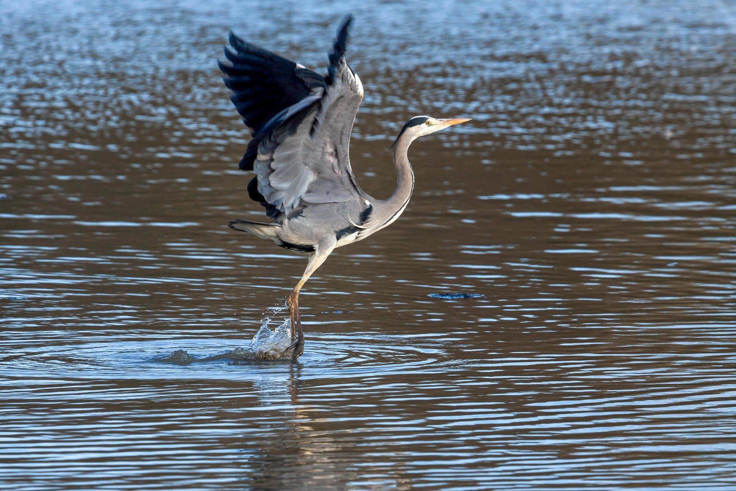 Grey Heron Coming in to Land photo