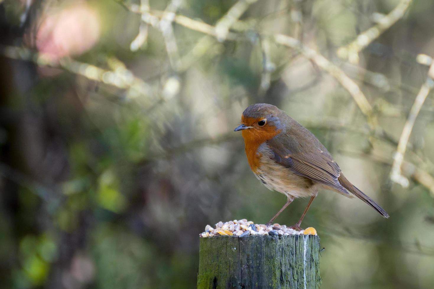 Close-up of an alert Robin standing on a tree stump covered with seeds photo