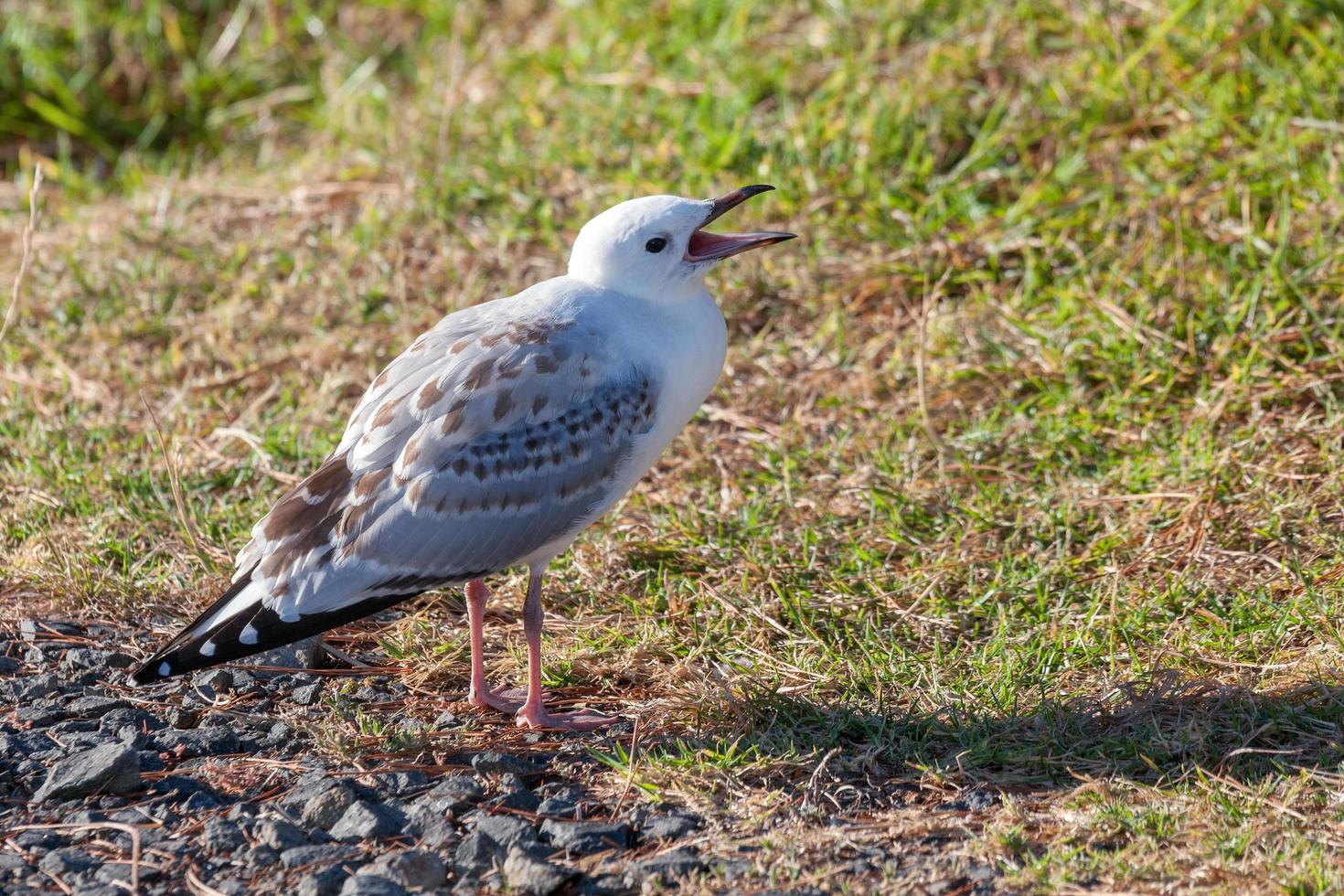 Young Red-billed Gull calling to its mother photo