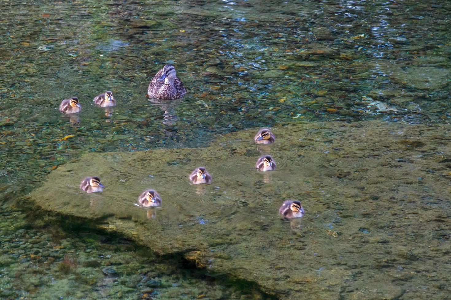 Female Mallard with chicks photo