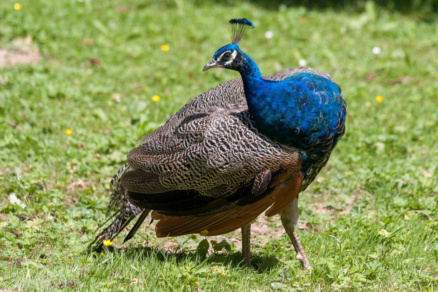 Peacock standing in the sunshine photo