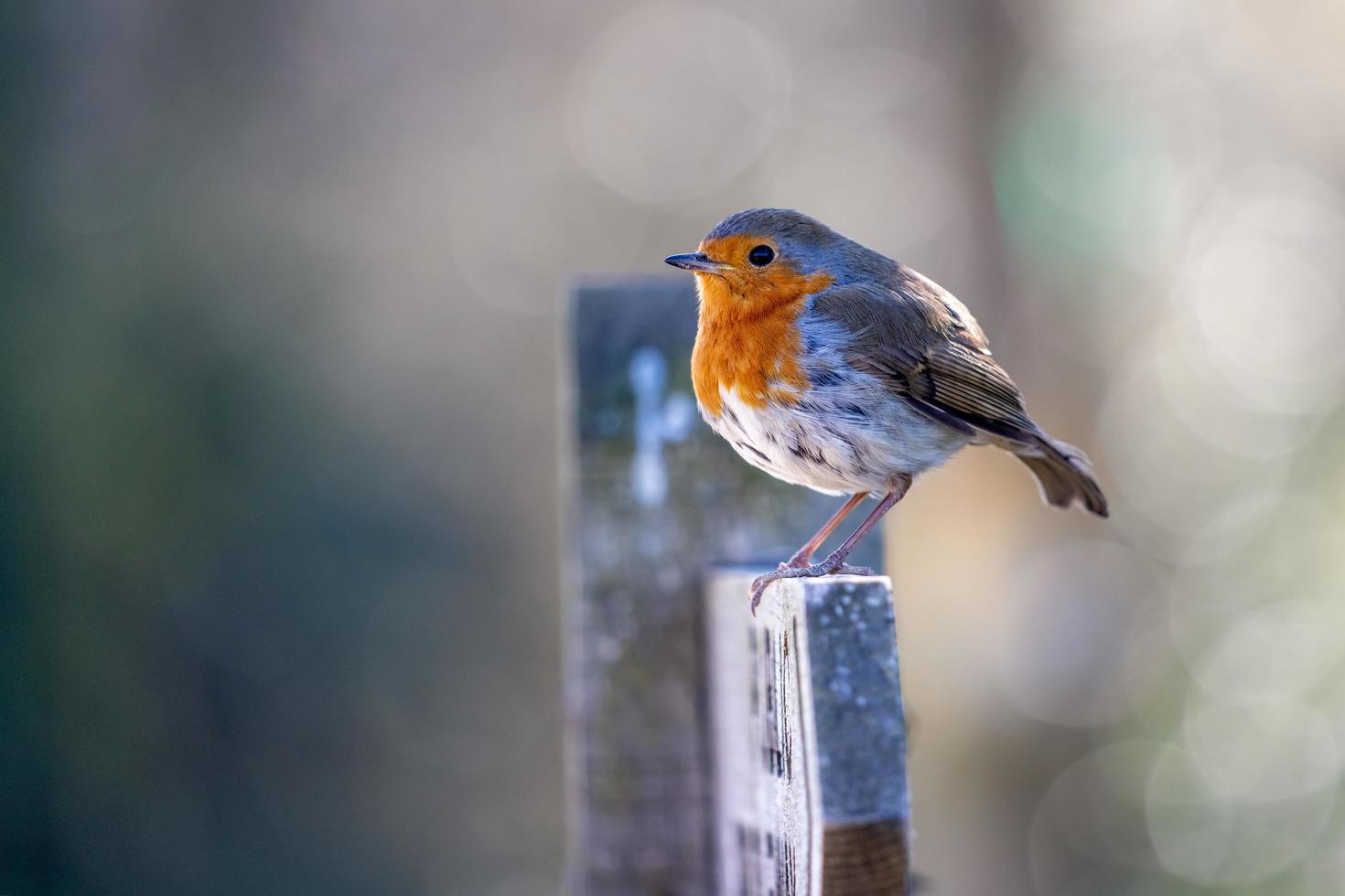 Close-up of an alert Robin standing on a wooden signpost photo
