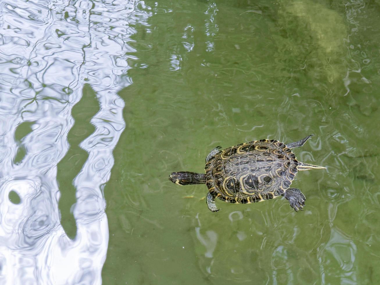 Terrapin en el foso alrededor del quiosco de música en Tavira Portugal foto