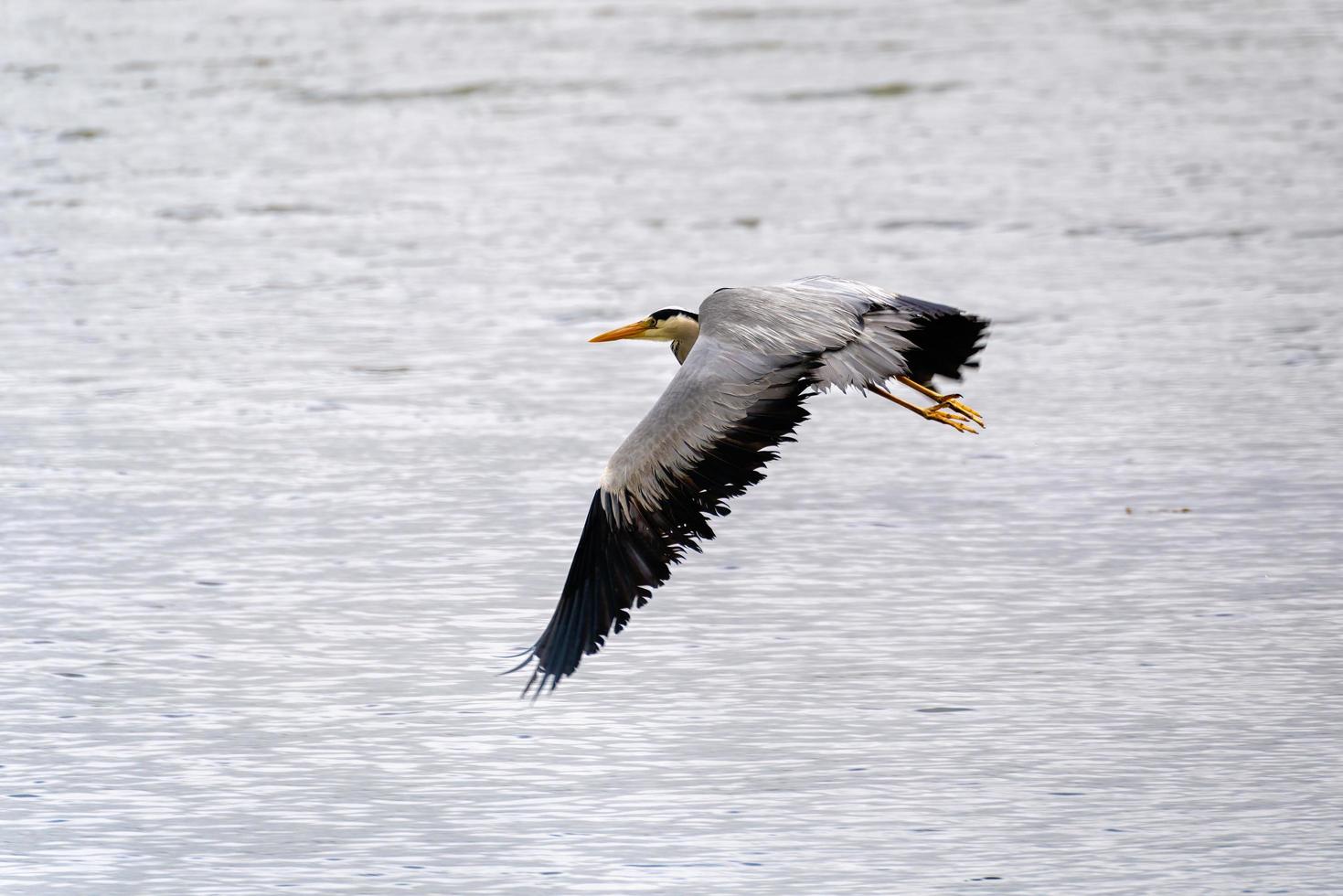 Grey Heron flying over  shallow water at Restronguet Creek in Cornwall photo