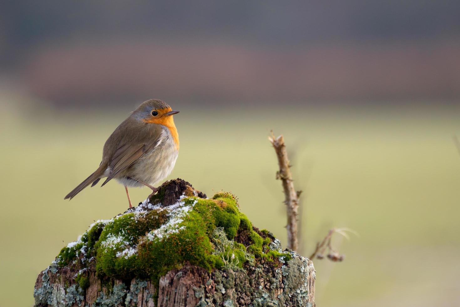Robin standing on a tree stump covered with moss and some snow flakes photo