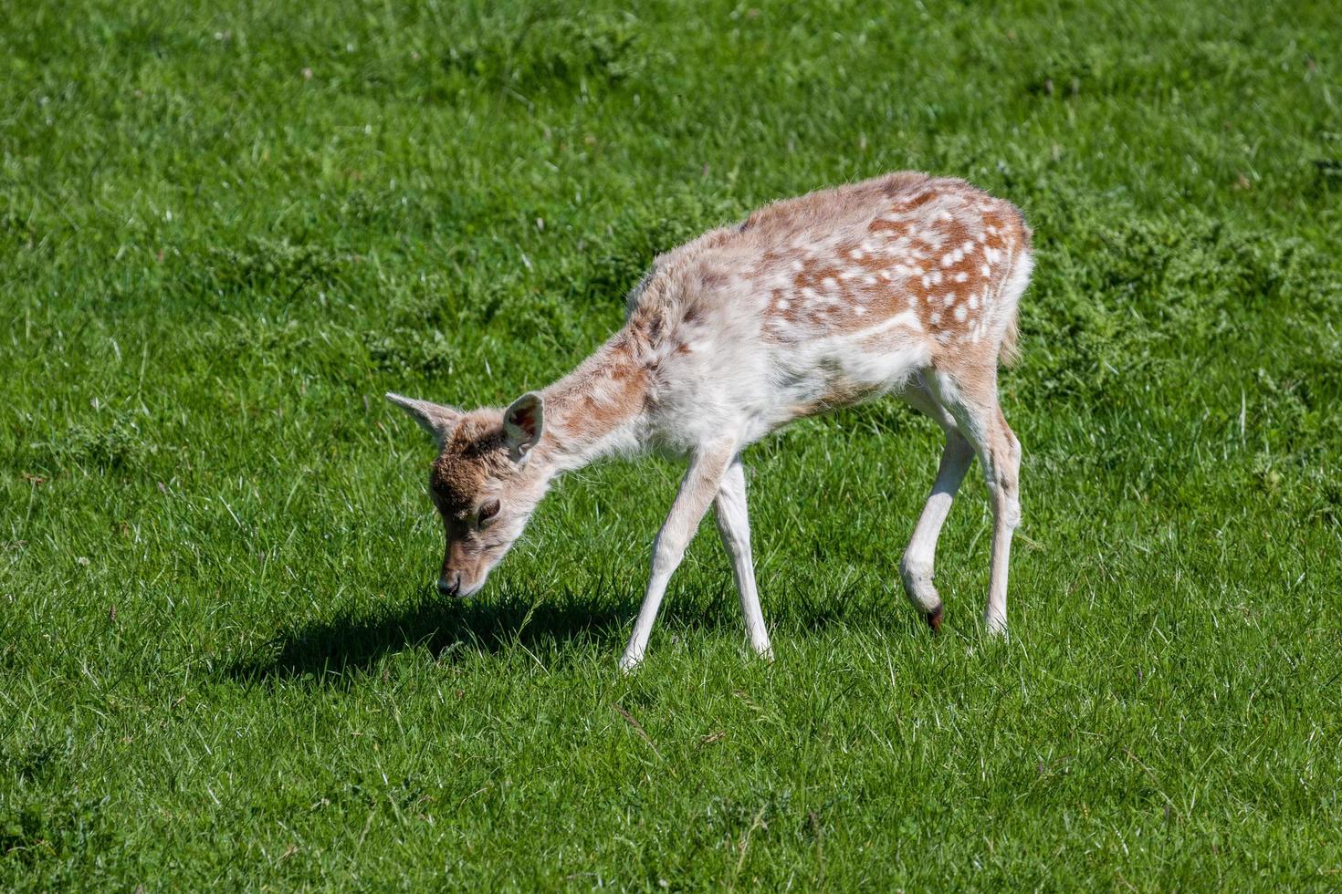 Close-up of a baby Fallow Deer photo