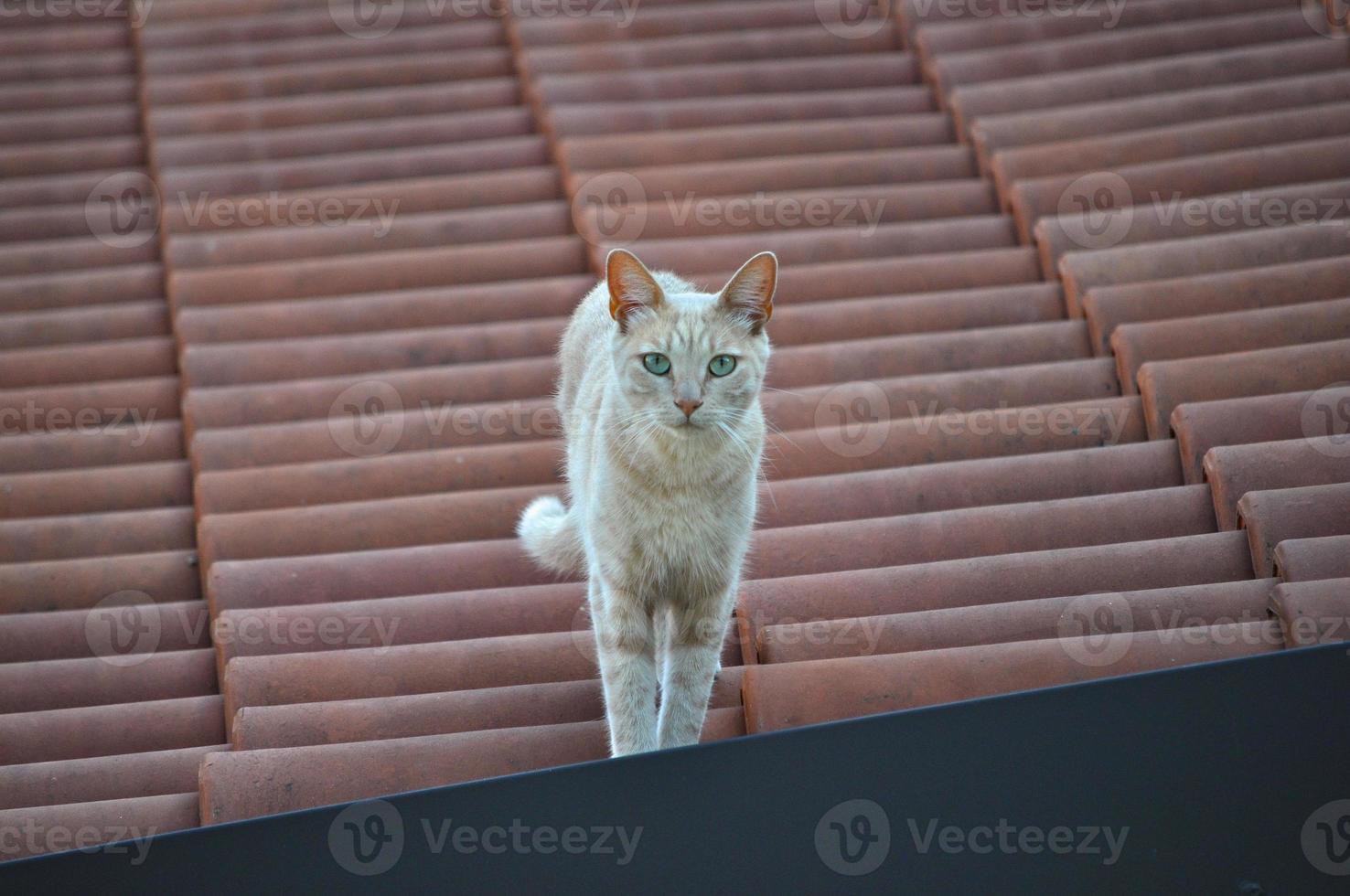 light orange tabby cat photo