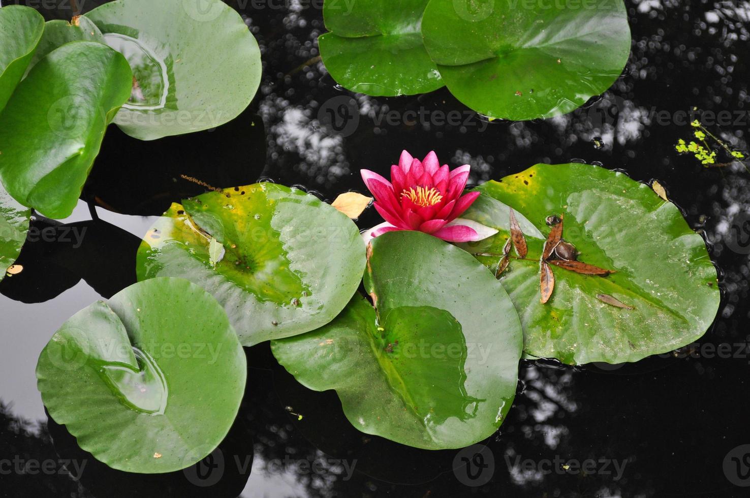 Water Lily Nymphaea flower in water pond photo