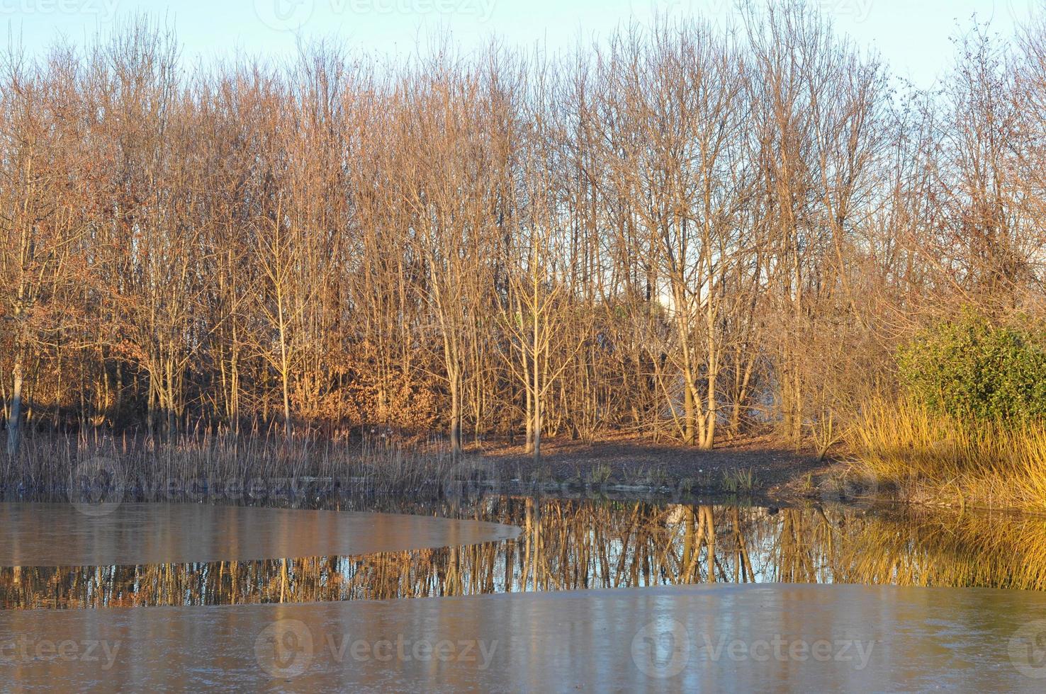 trees by the lake photo