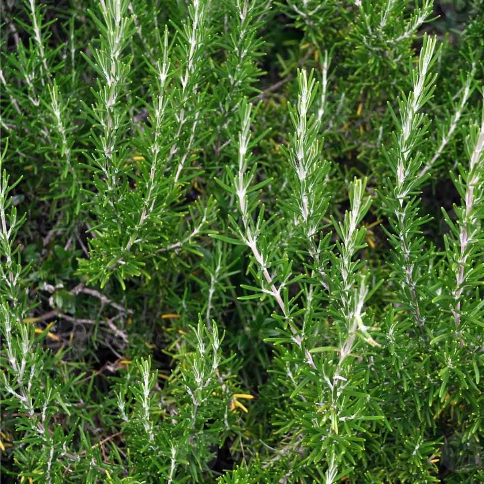 Rosemary Rosmarinus officinalis perennial herb with fragrant eve photo