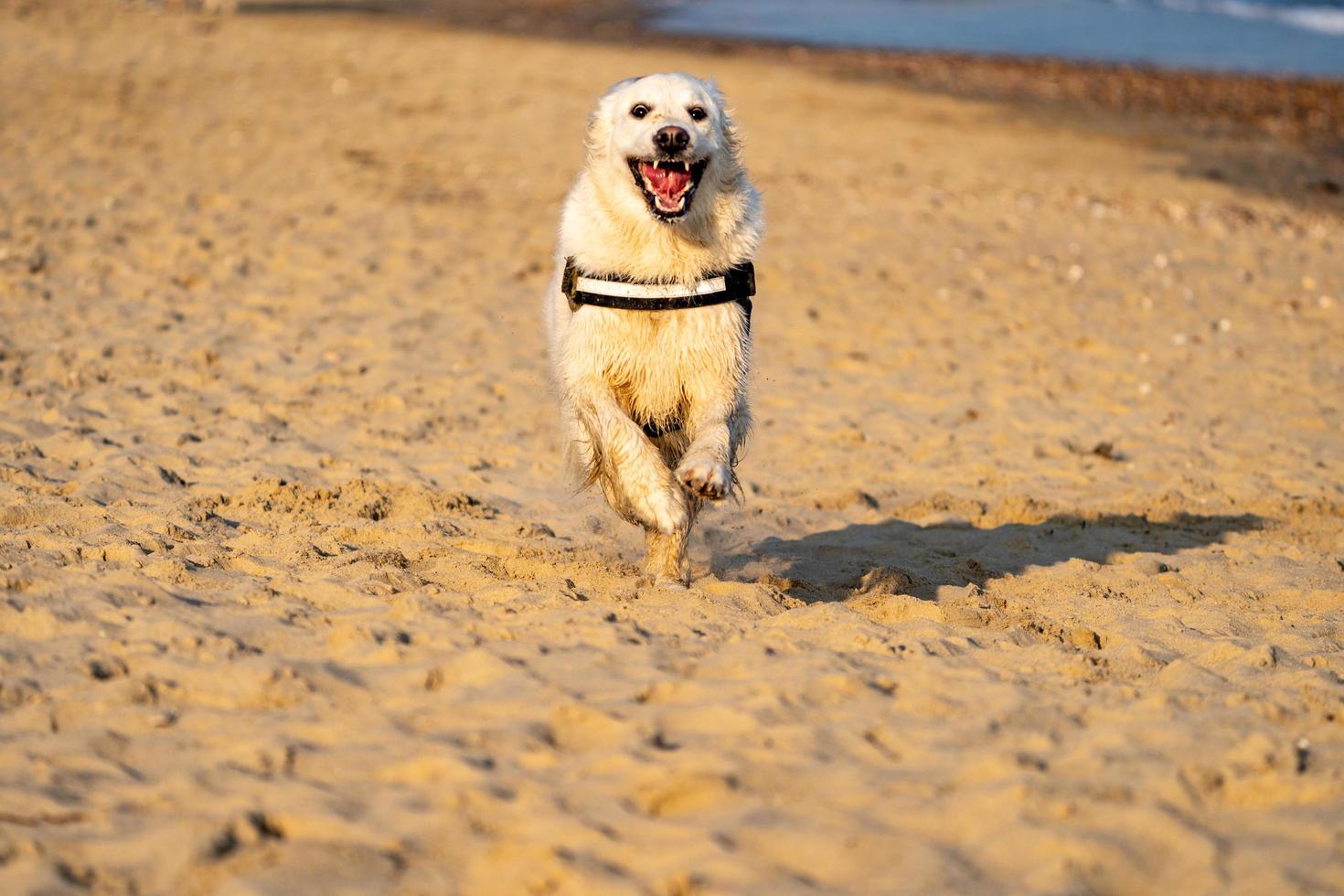 Golden Retriever running on beach at sunset with mouth wide open photo