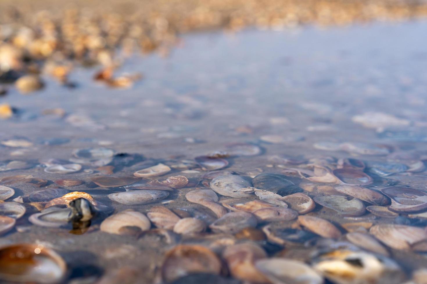 Shells submerged under water on beach photo