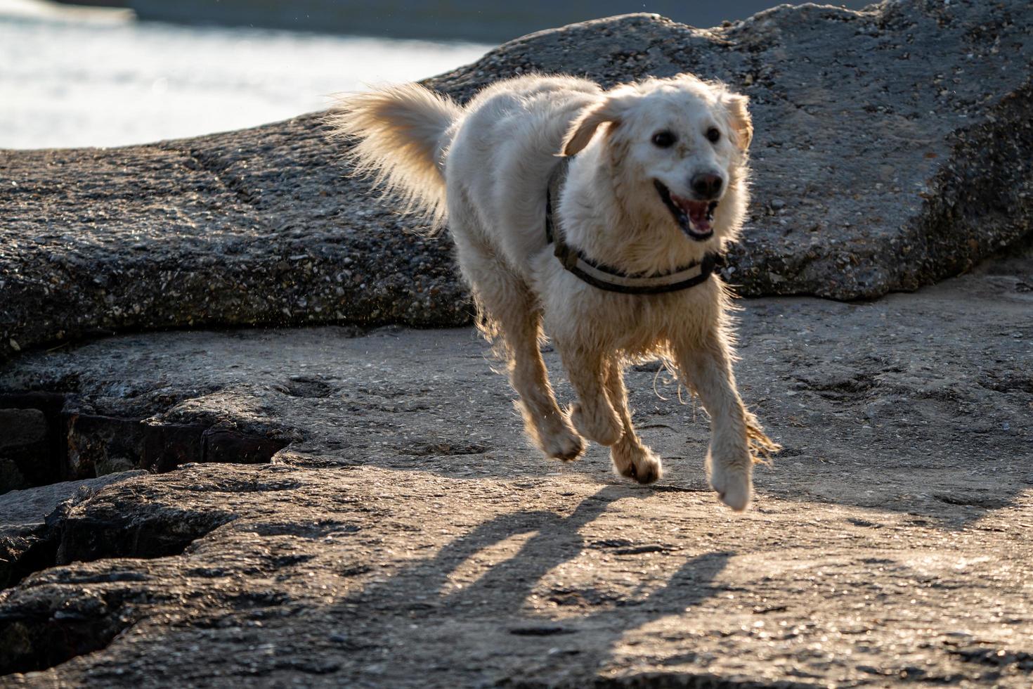 golden retriever corriendo sobre rocas foto