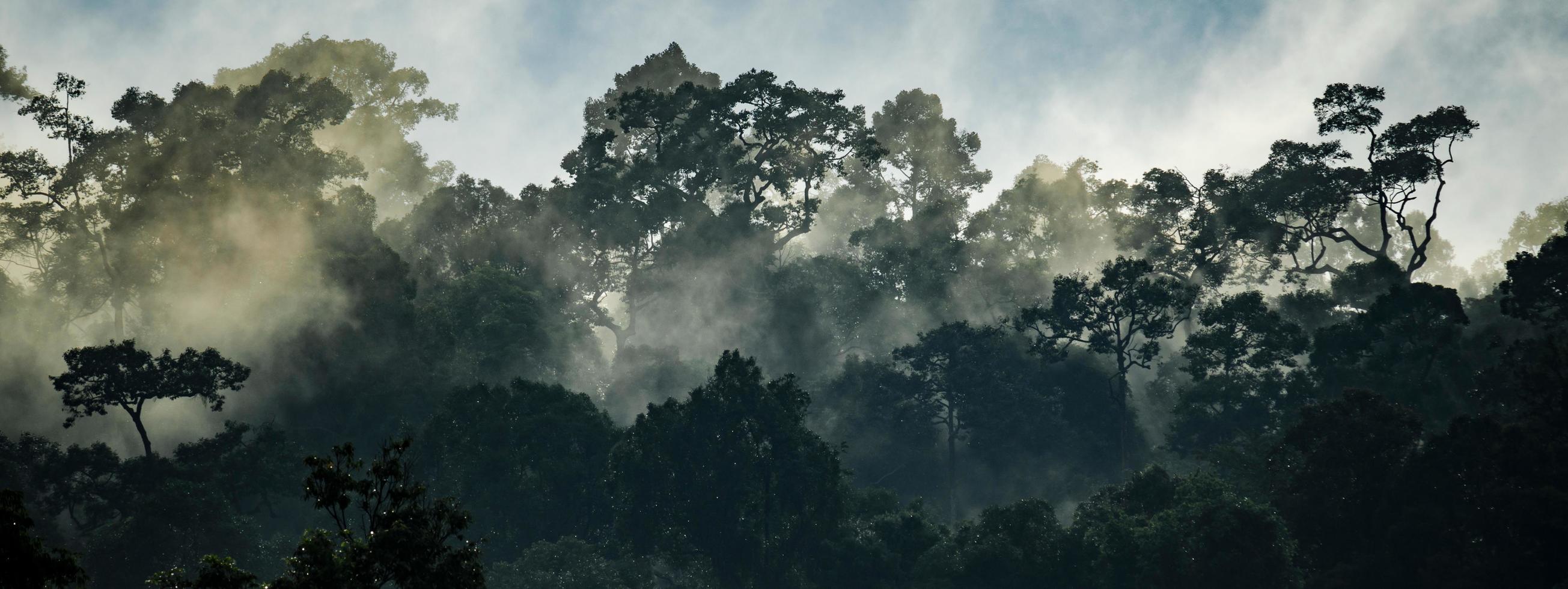 fondo de pancarta panorámica de la escena del paisaje del bosque tropical para usar en concepto de ecología ambiental y energía sostenible o día de la tierra, uso escénico de madera salvaje para papel tapiz de spa y turismo foto