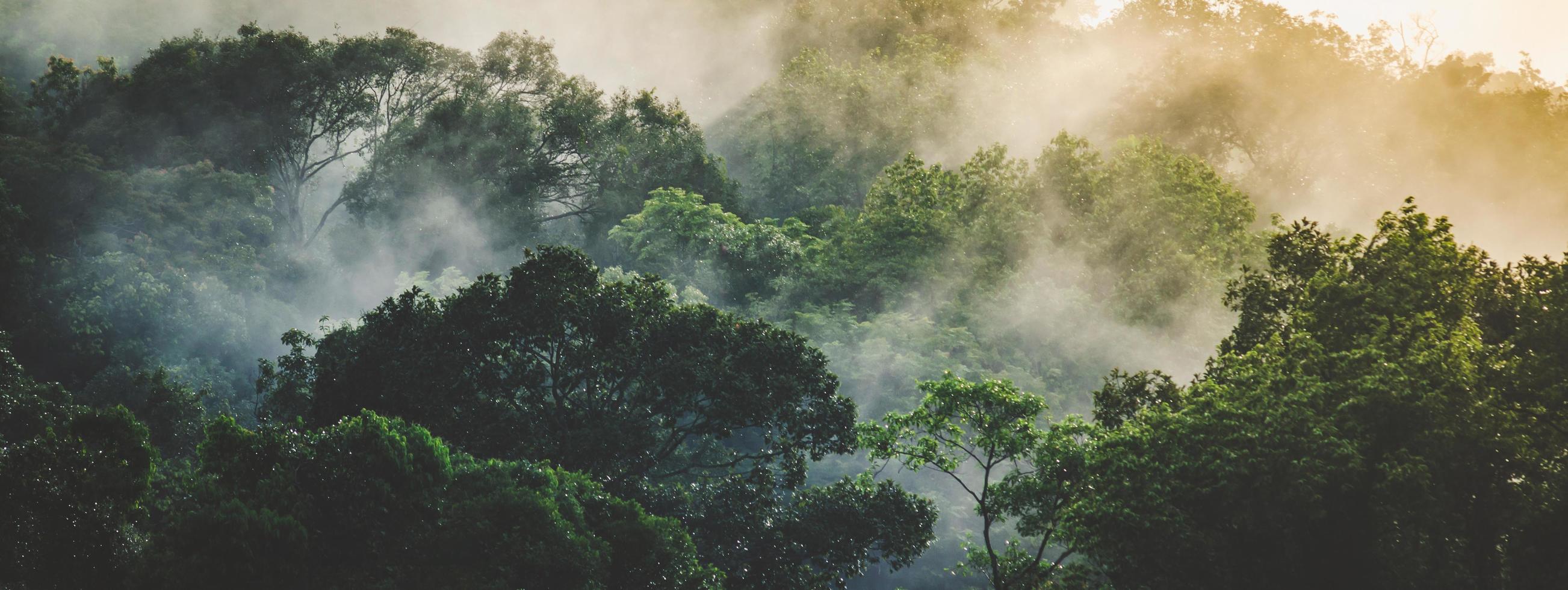 fondo de pancarta panorámica de la escena del paisaje del bosque tropical para usar en concepto de ecología ambiental y energía sostenible o día de la tierra, uso escénico de madera salvaje para papel tapiz de spa y turismo foto