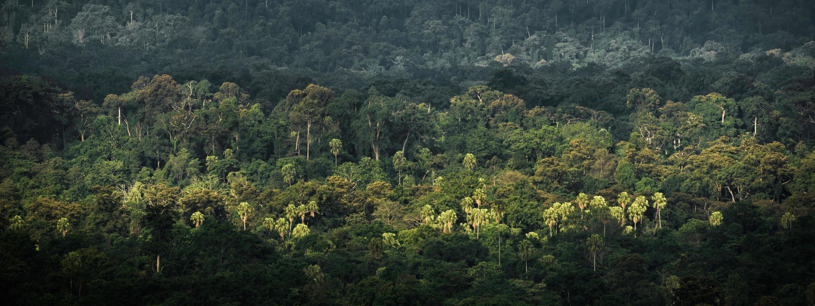 fondo de pancarta panorámica de la escena del paisaje del bosque tropical para usar en concepto de ecología ambiental y energía sostenible o día de la tierra, uso escénico de madera salvaje para papel tapiz de spa y turismo foto